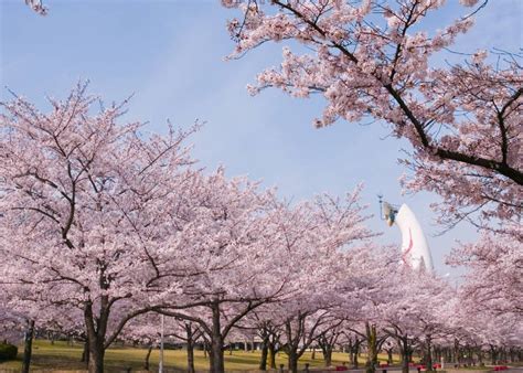 萬寶路櫻花|2024年大阪櫻花祭！萬博記念公園、造幣局等活動資。